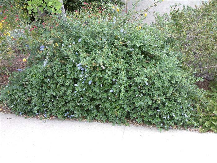 Ceanothus griseus 'Louis Edmunds'