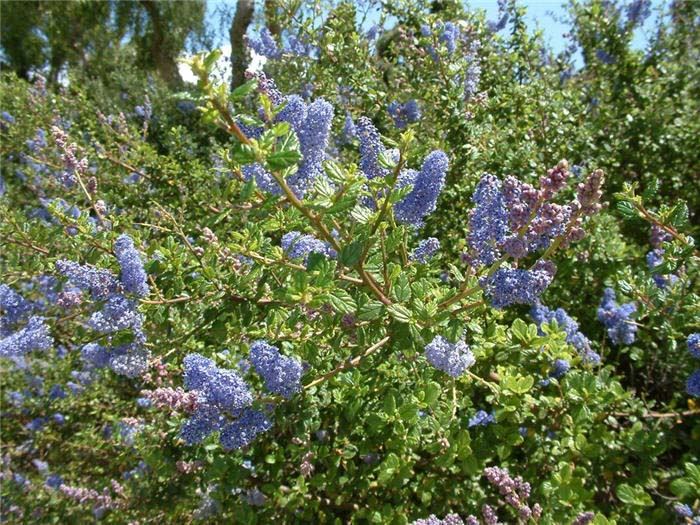 Ceanothus 'Frosty Blue'