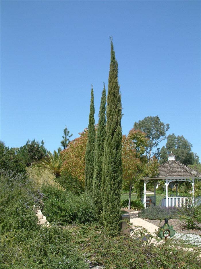 Plant photo of: Cupressus sempervirens