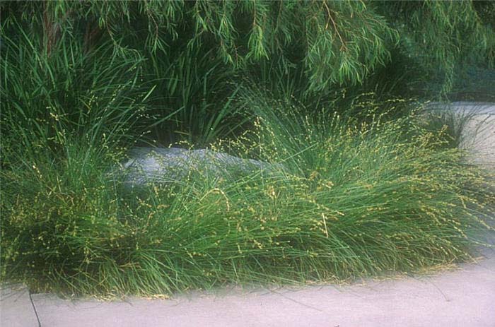 Carex barbarae