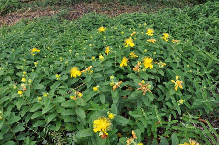 Hypericum calycinum