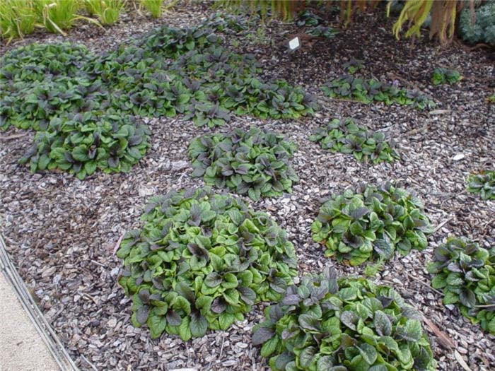Plant photo of: Ajuga reptans 'Bronze'