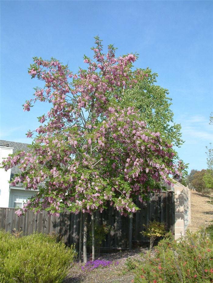 Robinia X ambigua 'Idahoensis'