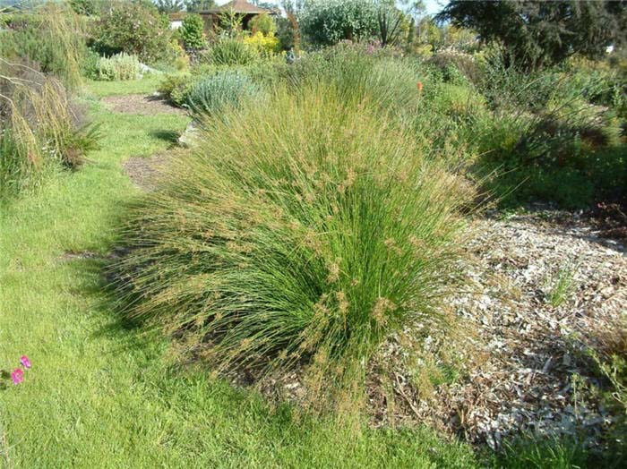 Juncus effusus pacificus 'Quartz Creek'