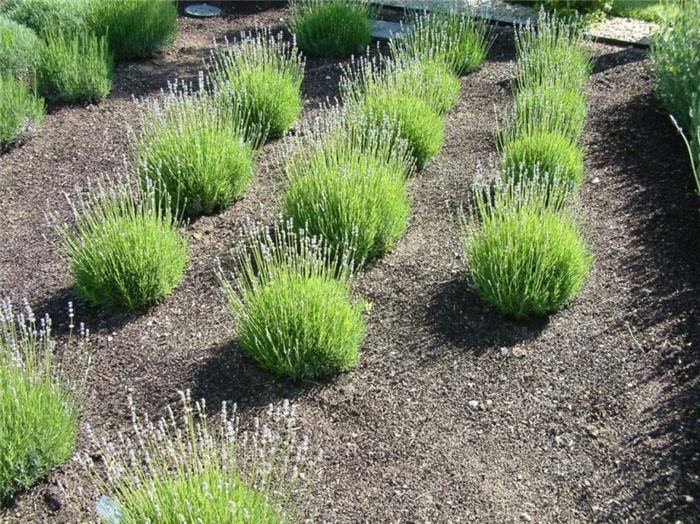 Lavandula angustifolia 'Martha Roderick'