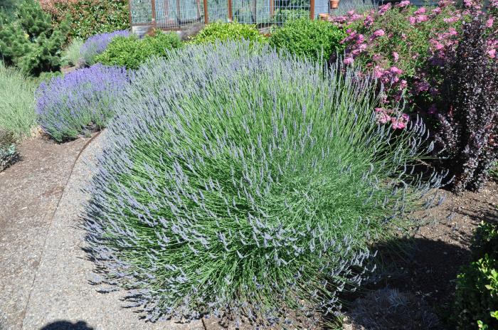 Lavandula X intermedia 'Provence'