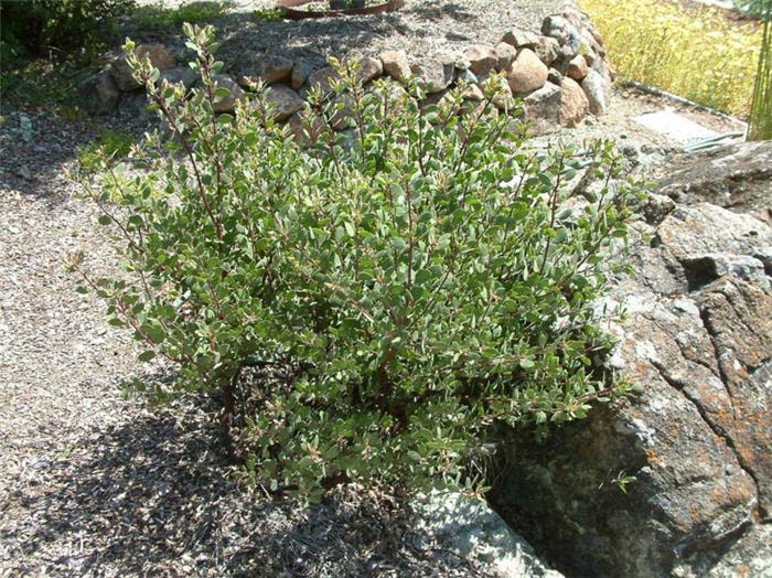 Arctostaphylos bakeri 'Louis Edmunds'