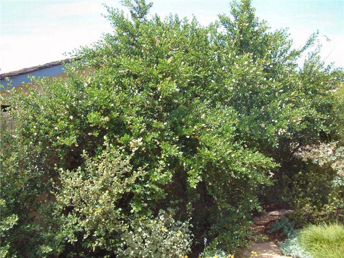 Ceanothus, Wild Lilac White Blossom