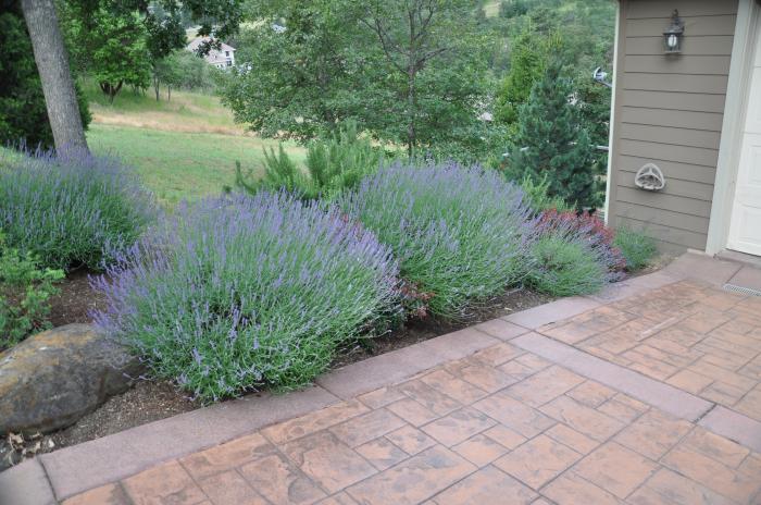 Lavender, Provence