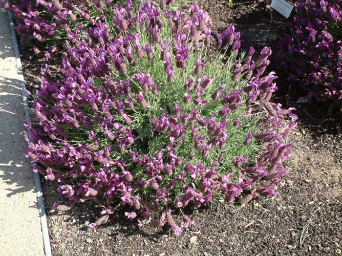 Lavender, Spanish 'Quasti'