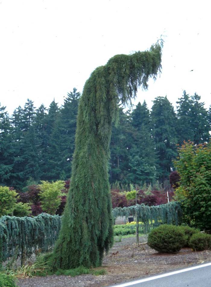 Sequoiadendron giganteum 'Pendulum'