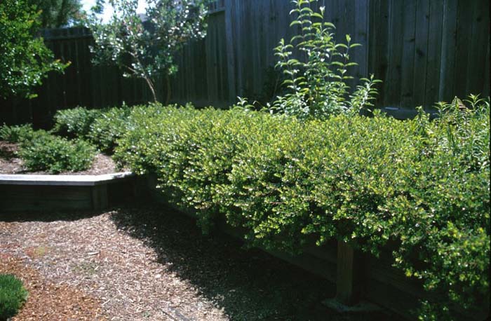 Arctostaphylos densiflora 'Emerald Carpe