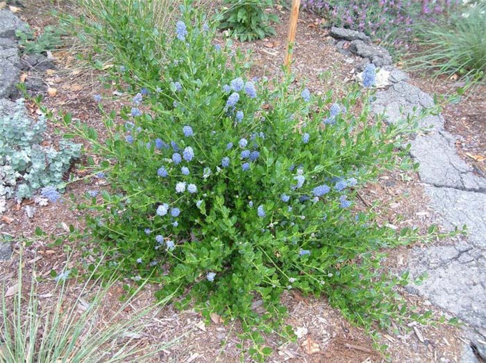 Plant photo of: Ceanothus thyrsiflorus 'Skylark'