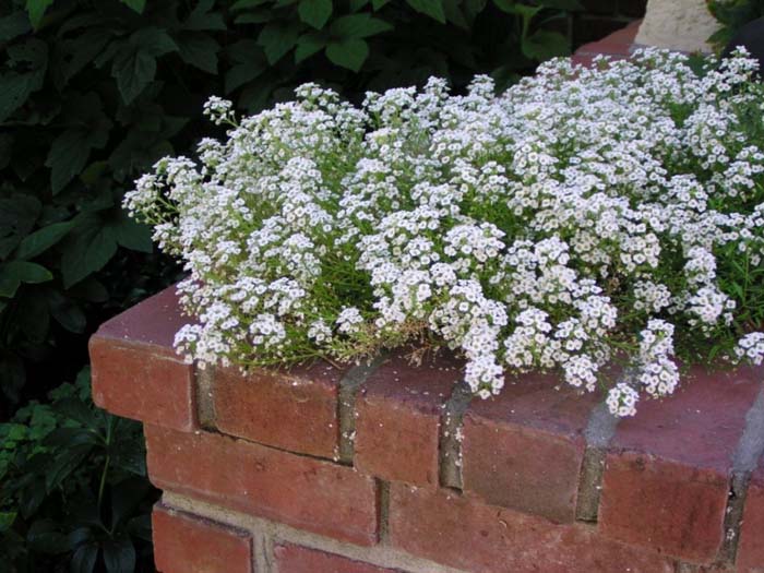 Lobularia maritima