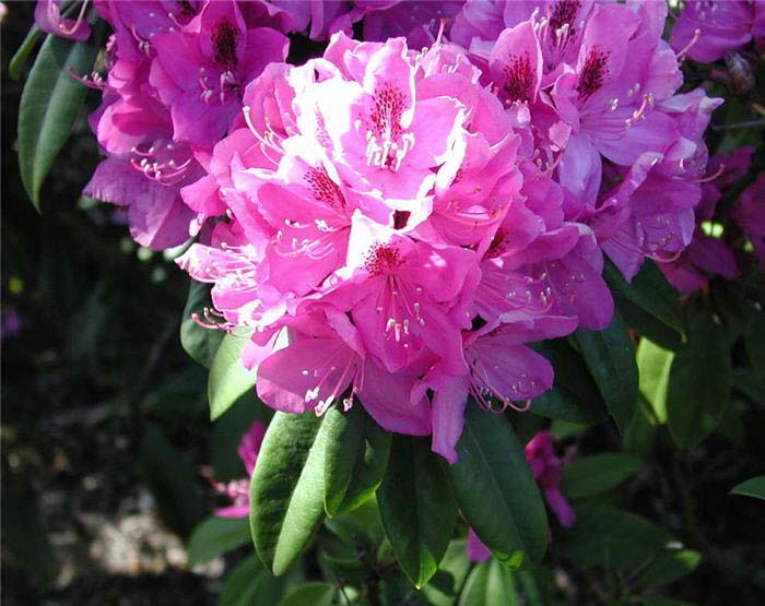 Rhododendron 'Anah Kruschke'