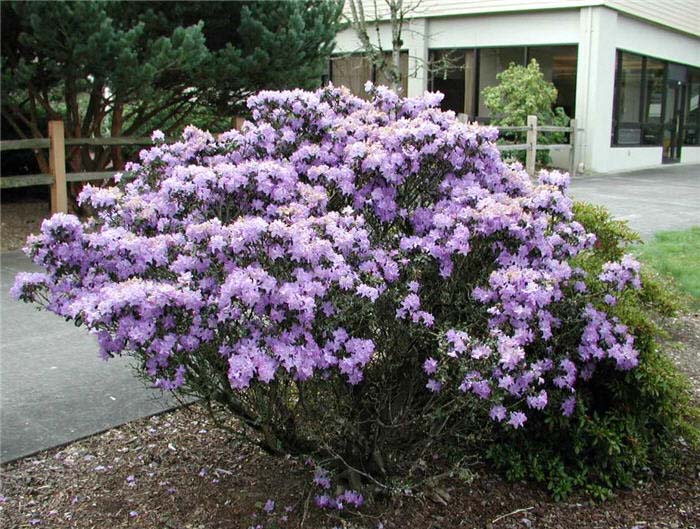 Rhododendron, 'Blue Diamond'