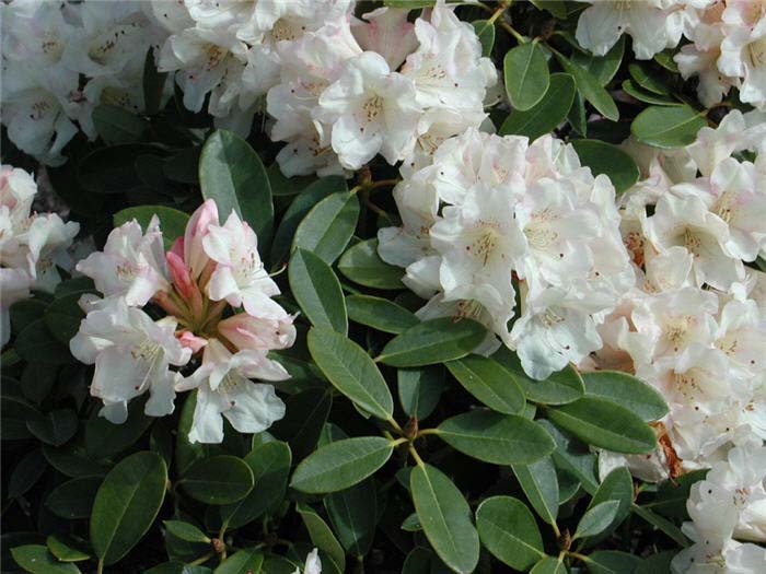 Rhododendron 'Unique'