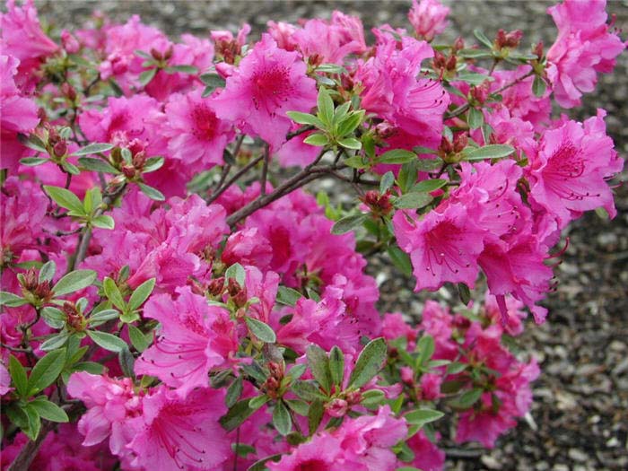 Azalea 'Purple Splendor'