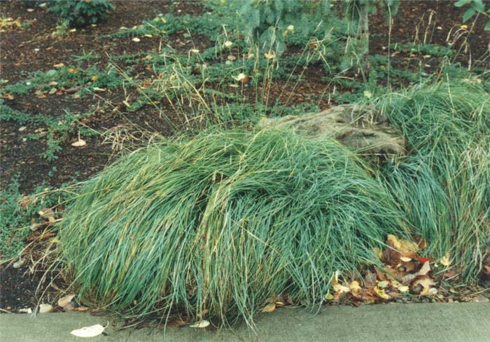 Plant photo of: Carex nigra