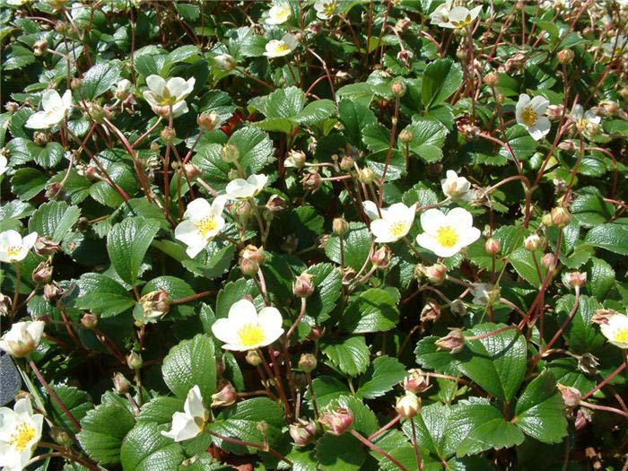 Fragaria chiloensis