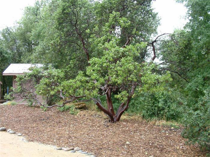 Plant photo of: Arctostaphylos viscida