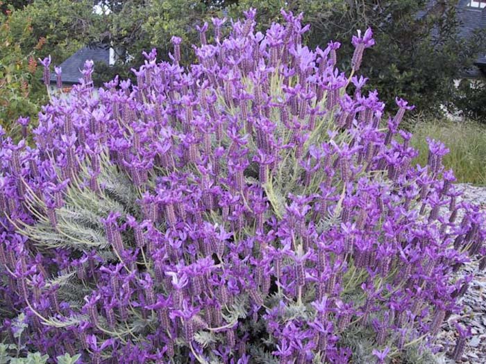 Plant photo of: Lavandula stoechas pedunculata