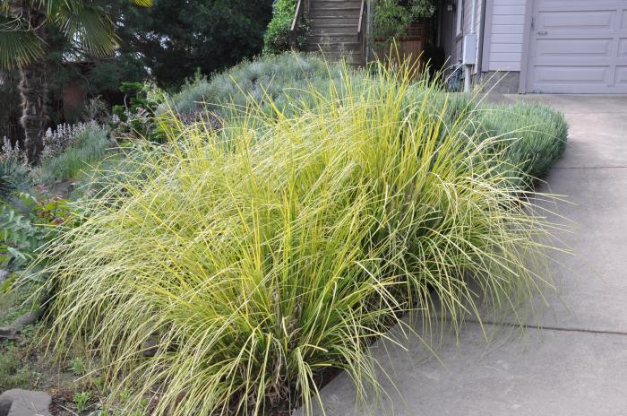 Carex elata 'Aurea'