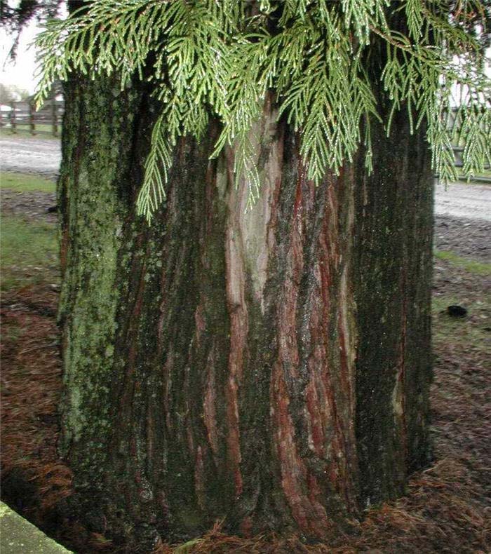 Plant photo of: Cupressocyparis leylandii 'Castlewellan'