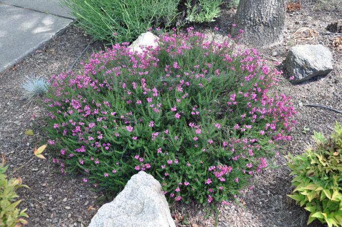 Spring or Snow Heather