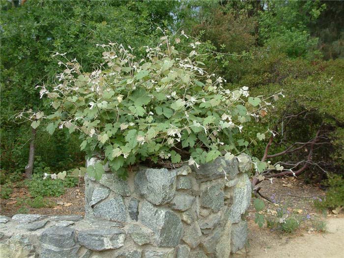 Vitis californica