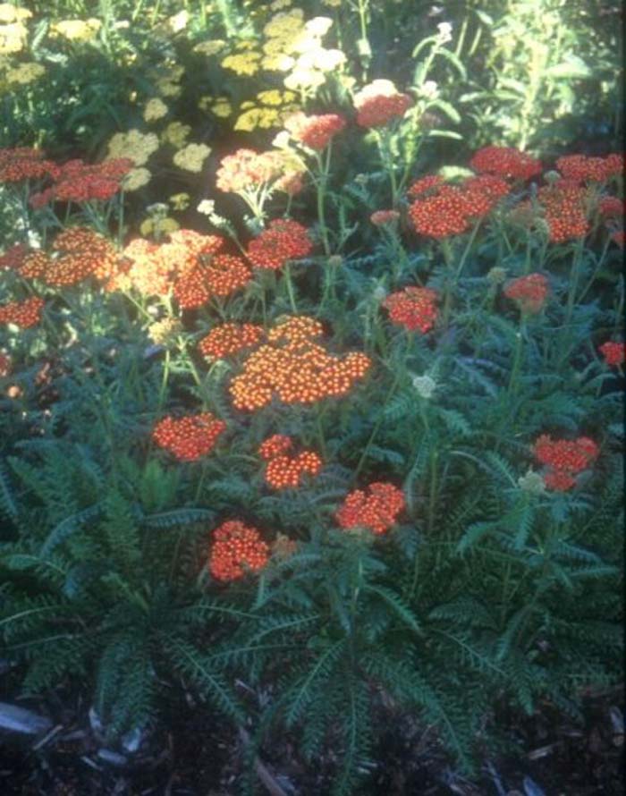 Achillea 'Walther Funcke'