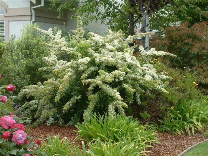 Pyracantha coccinea