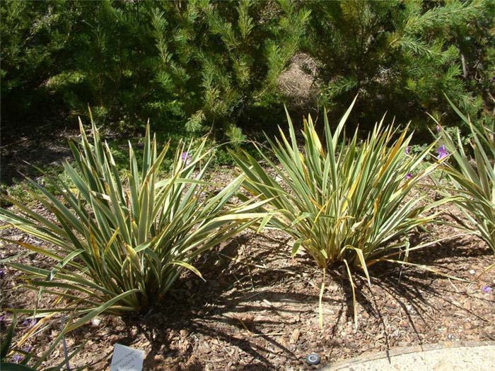 euphorbia mammillaris variegata Euphorbia Mammillaris Variegata main image 0