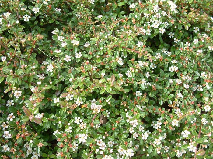 Cotoneaster dammeri