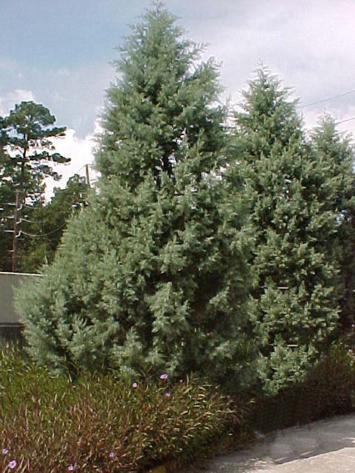 Cupressus arizonica 'Blue Ice'