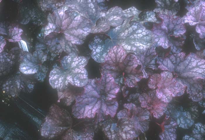 Coral Bells, Cathedral Windows