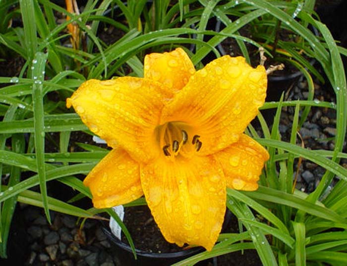 Hemerocallis 'Orange King'