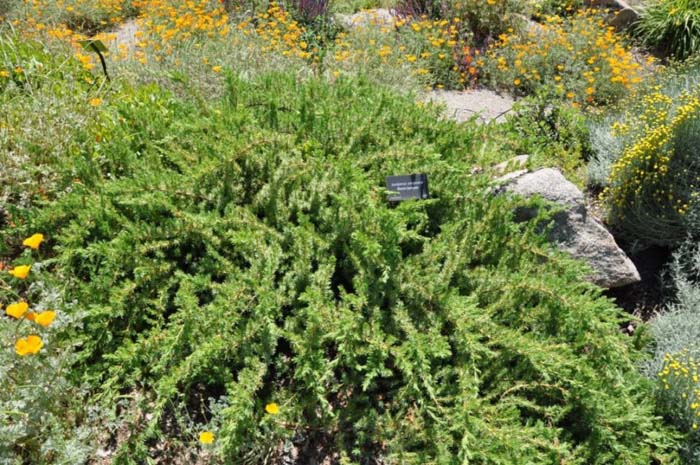 Juniperus rigida conferta