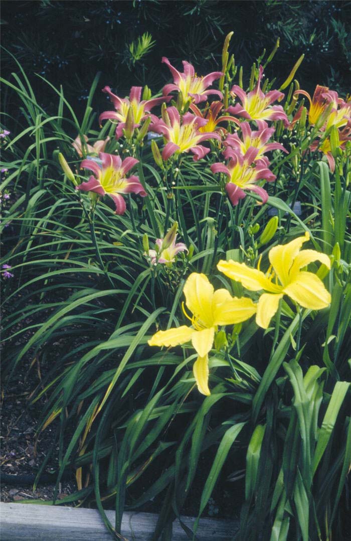 Hemerocallis 'Marse Connell'