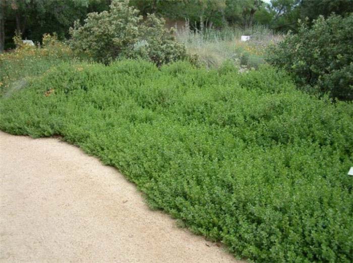 Coyote Brush, Cushion