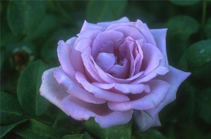 Rosa 'Blue Moon'