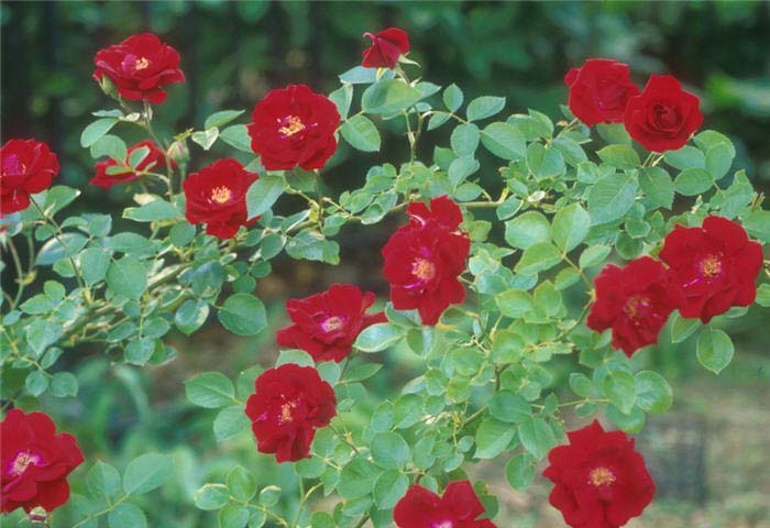 Rosa 'Climbing Blaze'