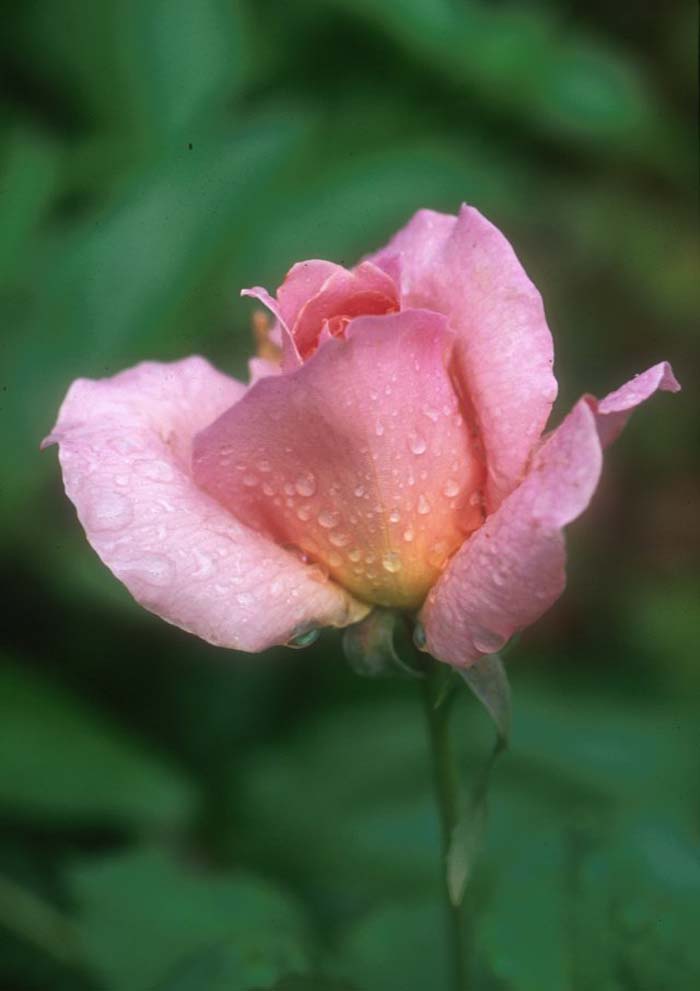 Rosa 'Pink Peace'