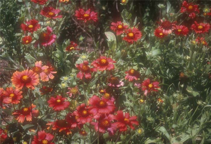 Blanket  Flower, Burgundy