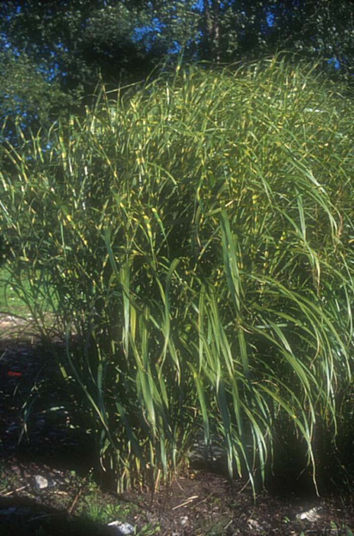 Miscanthus sinensis 'Giraffe'