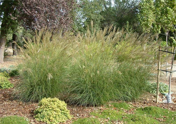 Miscanthus sinensis 'Adagio'