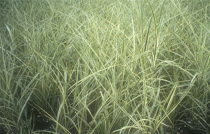 Miscanthus sinensis 'Dilberteil'