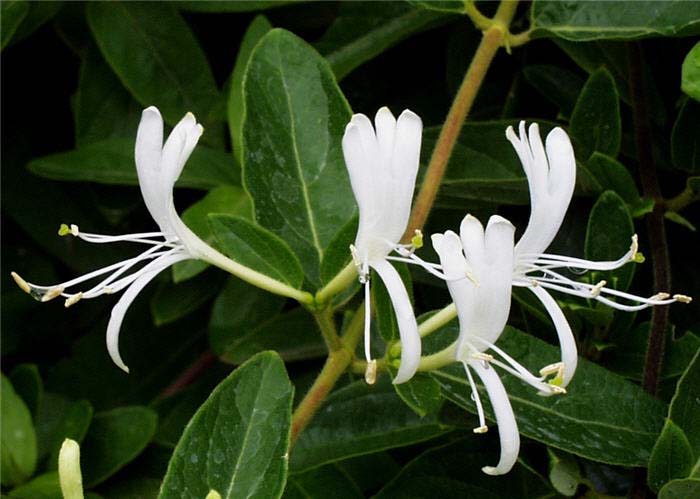 Lonicera japonica chinensis