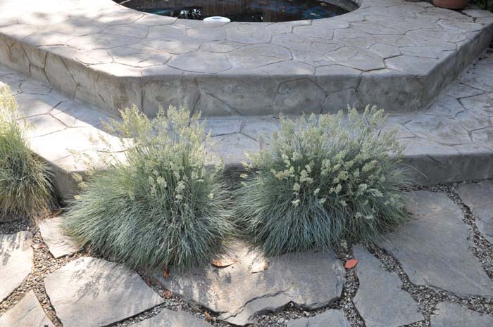 Festuca glauca 'Elijah Blue'