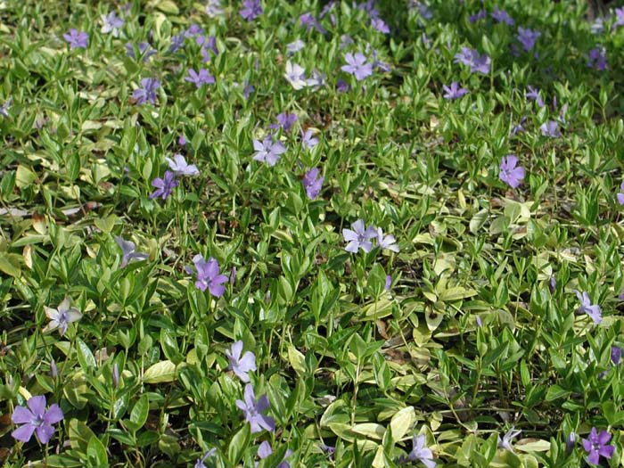 Vinca or Periwinkle, Dwarf